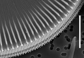 Image result for Dicoma arenaria