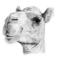 This video is for educational purpose, to enlighten adults, novices how to draw using simple drawing techniques and painting as well. Camel Drawing