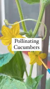 Image result for male flowers cucumber