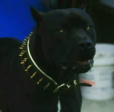 pin ot polzovatelya kanisha mixon na doske hunde pitbulterer pitbul sobaki pitbul