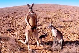 Kangaroos eat grass, leaves, flowers, moss, fern, and also insects they are herbivores animals same as cows the kangaroos also regurgitate their food and re chewing before digesting. The Documentary Kangaroo A Love Hate Story Examines Australians Relationship With Their National Icon