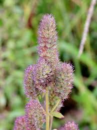 Image result for Cantinoa