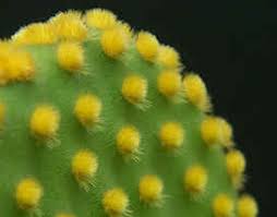 It need a well drained soil mix. The Monkey Tail Cactus