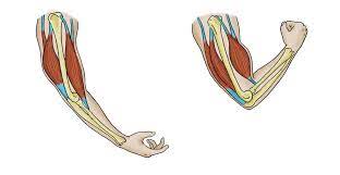 Flat bones can also provide large areas of attachment for muscles. 13 16 Skeletal Muscles Biology Libretexts