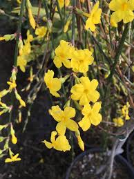 Image result for Jasminum nudiflorum