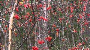 ой калина ой малина в речке талая вода текст Oj Ryabina Kudryavaya Youtube