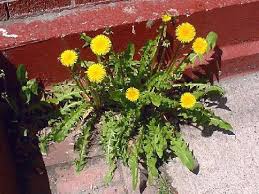 Image result for Taraxacum