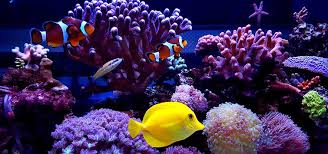 How do you make salt water for an aquarium? How To Create A Proper Salt Mix Tropical Fish Hobbyist Magazine