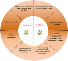 Frontiers | The uncharted territory of host-pathogen interaction in  tuberculosis