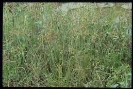 Image result for Pycreus flavidus