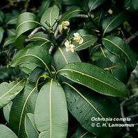 Image result for Ochna oxyphylla