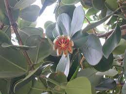 Image result for Clusiaceae