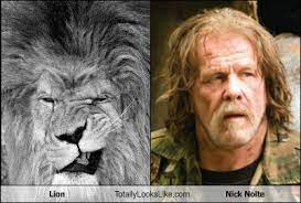 Lion Totally Looks Like Nick Nolte Totally Looks Like