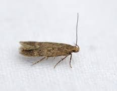 Image result for Bryotropha senectella