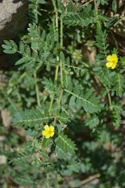 Image result for Tribulus terrestris