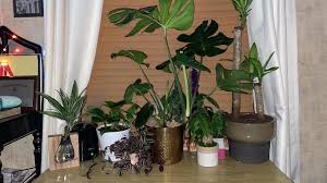 What do you guys think of my little plant setup?