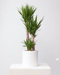 Image result for yucca gigantea en casa