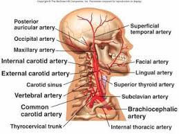 The anterior jugular vein (v. Class Blog July 2012 Arteries And Veins Arteries Anatomy Arteries