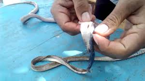 Get free cobra mp40 skin in free fire. Removing The Skin Of Indian Cobra Youtube