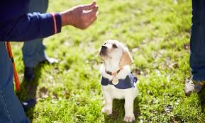 Family pet clinic is your local veterinarian in anaheim hills serving all of your needs. Family Dog Training Center Up To 35 Off Kent Wa Groupon