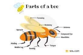 We did not find results for: Animal Anatomy Animal Body Parts In English With Pictures 7esl
