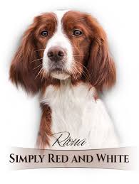 Image result for irský červenobílý setr