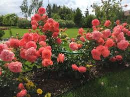 Kimono Rose Photo Planting Roses Rose Photos Rose