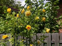 Featured in a number of different cup types, garden roses are often substituted for peonies because of their high petal count and fluffy appearance. Front Yard Rose Garden