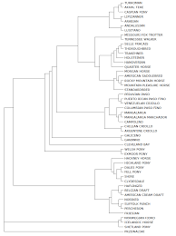 Https Vetmed Tamu Edu Animalgenetics Horse Ancestry