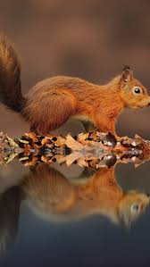 Free download squirrel iphone wallpapers on our website with great care. Small Squirrel Reflection Water Leaves Autumn Iphone X 8 7 6 5 4 3gs Wallpaper Download Iwall365 Com