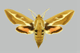 Image result for Hypselodelphys