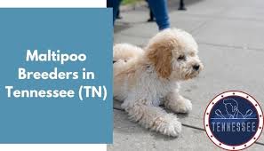 Check spelling or type a new query. 15 Maltipoo Breeders In Tennessee Tn Maltipoo Puppies For Sale Animalfate
