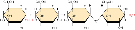 Biochemistry Tests For Food Macromolecules Quizlet Different Types Of Biological Macromolecules Biology For Majors I