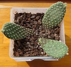 The cactus soil will be good for the spider plant and the other plants. Potting On A Shoestring Dave S Garden