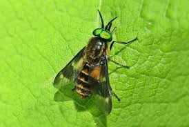 Image result for Fly Bite