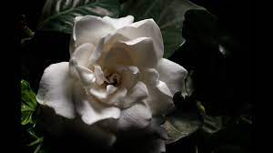 Gardenia Rosal Flowering Plant Gardenia Jasminoides Youtube