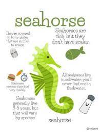 Now that you have read through our list of facts, farm animal trivia, and maybe even our animal trivia for kids, see how much you really know about animals.try using our list of animal trivia questions and answers for a trivia game with friends and family. Ocean Animal Fact Posters Animal Facts For Kids Fun Facts For Kids Ocean Kids