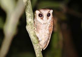 Download lagu mp3 & video: Pin Di Burung Hantu Owl