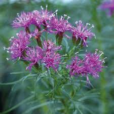 Image result for Vernonia schlechteri