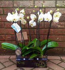 Orchid Gift Idea Orchids Flowers Gifts