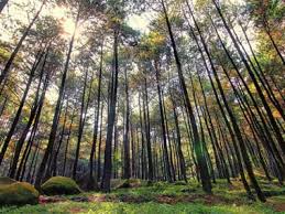 Tempat wisata di pekalongan ini sebenarnya adalah puncak dari pegunungan kendeng. 20 Tempat Wisata Di Puncak Bogor Paling Indah Bagaikan Surga Tempat Wisata Di Puncak Bogor