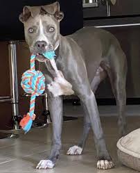 Check spelling or type a new query. Project Precious Rescue Inc Reviews And Ratings Stamford Ct Donate Volunteer Review Greatnonprofits