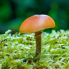 Image result for Ozoroa marginata