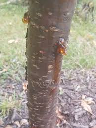 As you can tell, these two related trees share many of the. Cherry Plum Trees With Disease Can I Save Them General Fruit Growing Growing Fruit
