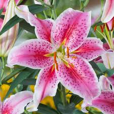 Lilium Star Gazer Oriental Lily Dobbies Garden Centres