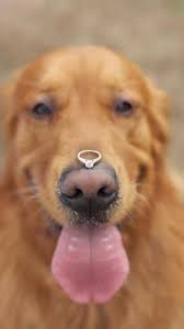 20 Cute Marriage Proposal Ideas With Dogs Dog Proposal Puppy Proposal Proposal Pictures