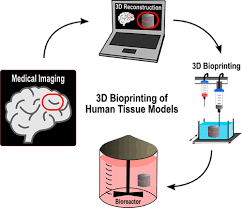 Emulating Human Tissues and Organs: A Bioprinting Perspective Toward  Personalized Medicine | Chemical Reviews