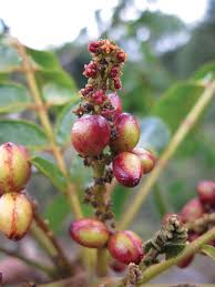 Image result for Brucea antidysenterica