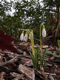 Oldcourtdesign Photo Design Snow Drops