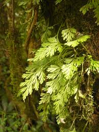 Image result for Asplenium theciferum